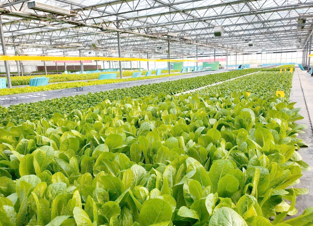 生菜,小青菜,小白菜深液流水培周年高效栽培技术要点