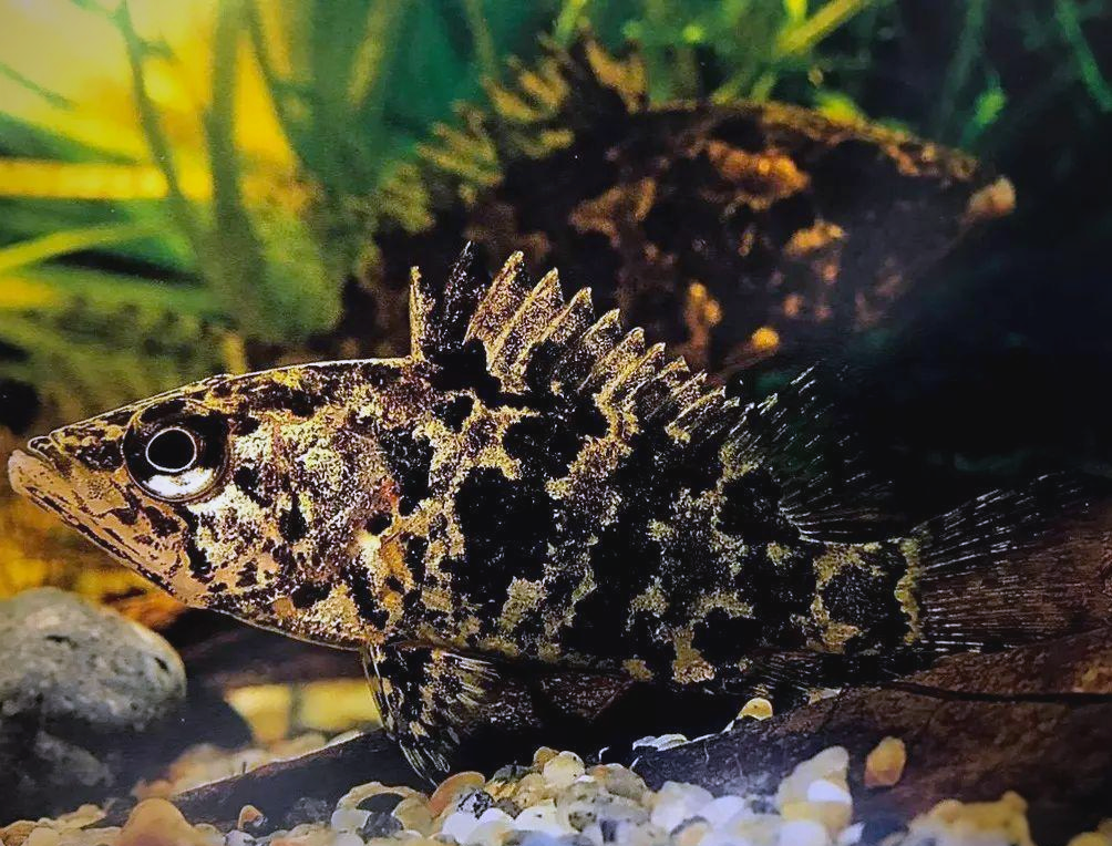 虎鱼种类繁多,你能区分它们吗?