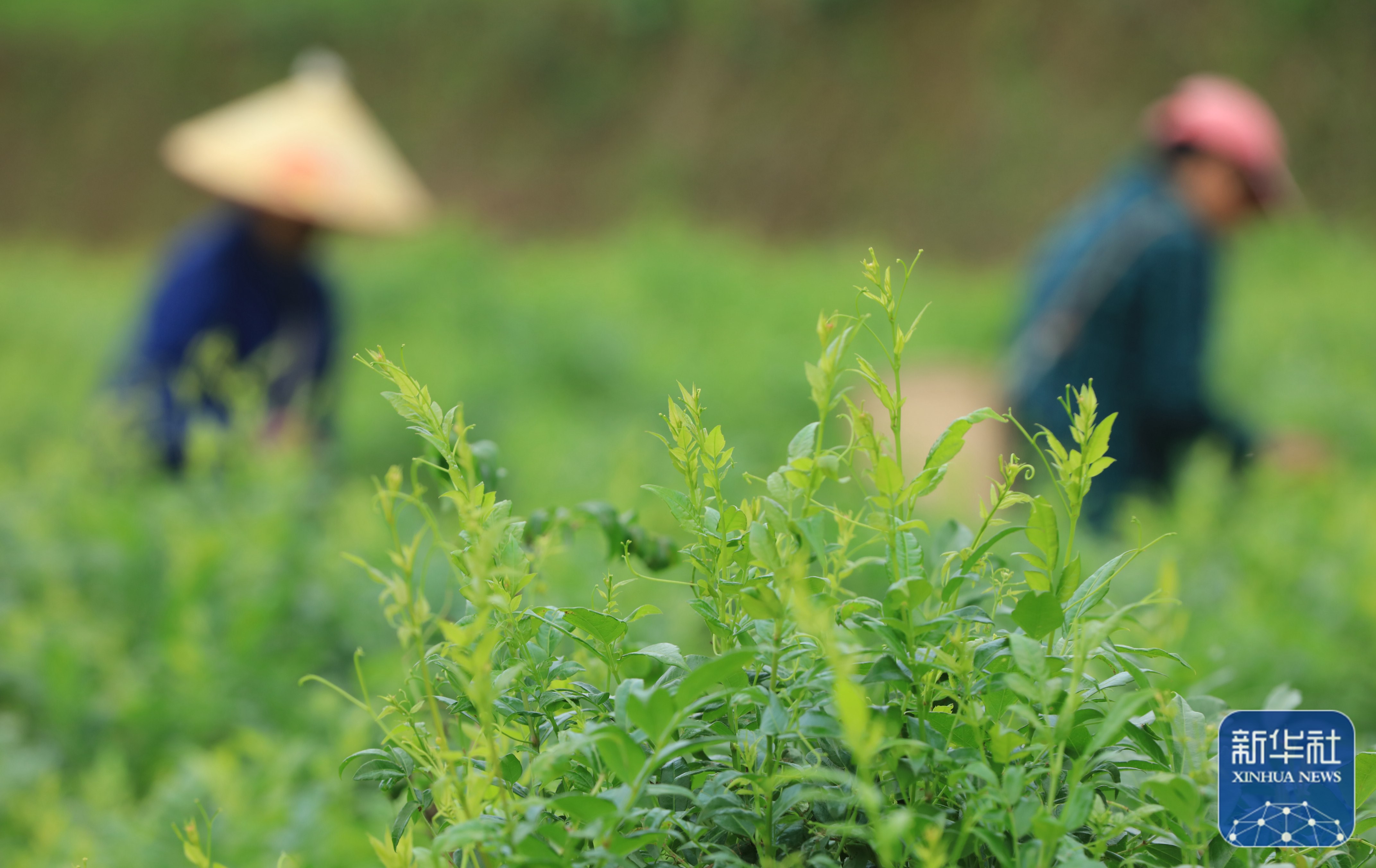 张家界高山莓茶采摘忙