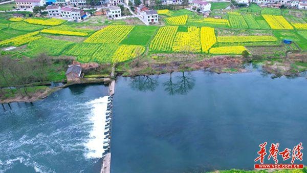 浏阳金刚镇:满目金黄香百里 值此春色醉金刚