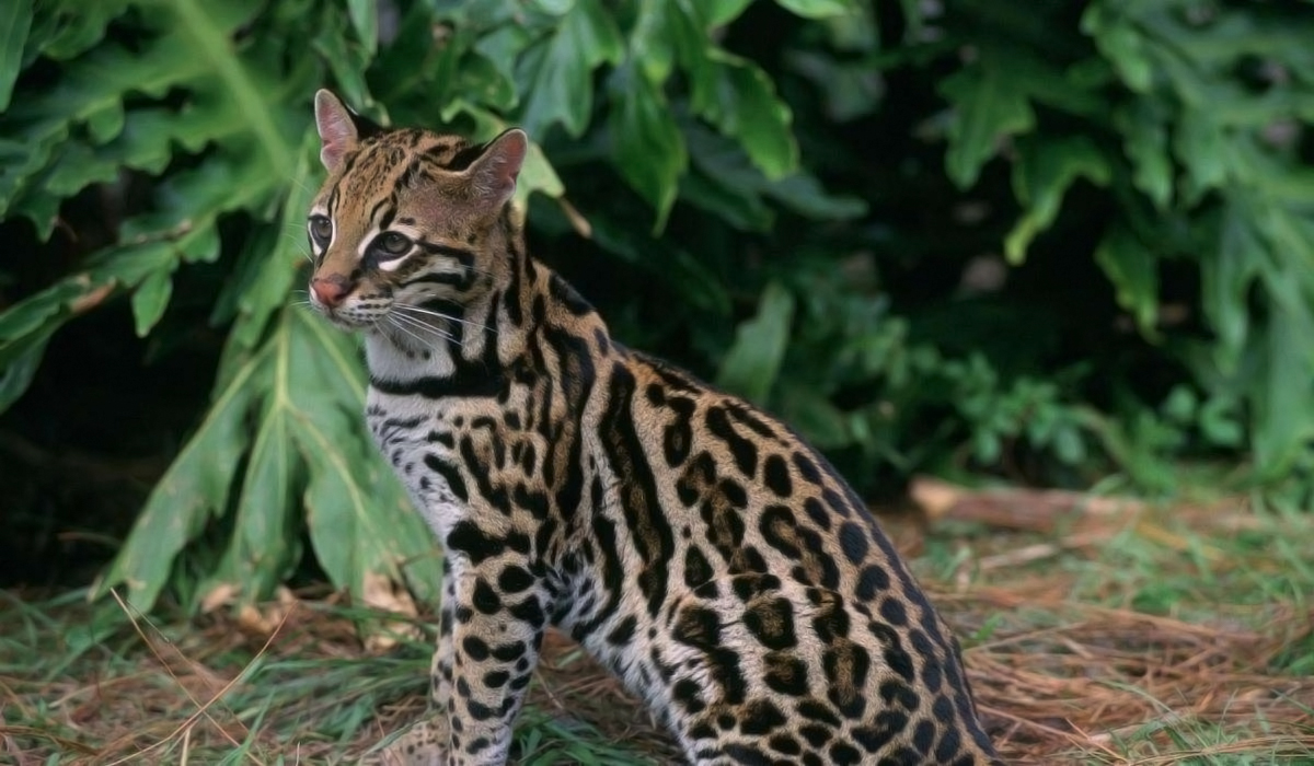 广东东莞发现"抓鸡虎",躲在草丛中观察人,喜欢在夜间出来活动