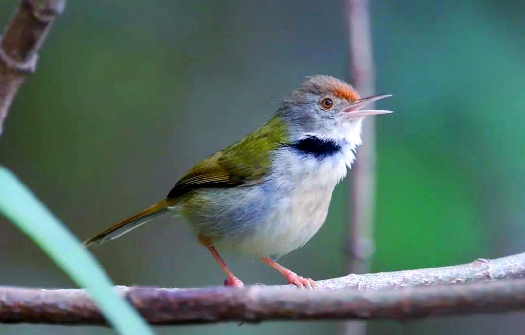 长尾缝叶莺:鸟界中的"裁缝"专家
