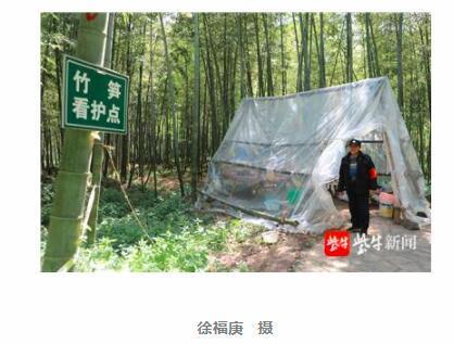 南京紫金山竹笋保镖防"吃货"驻山40天