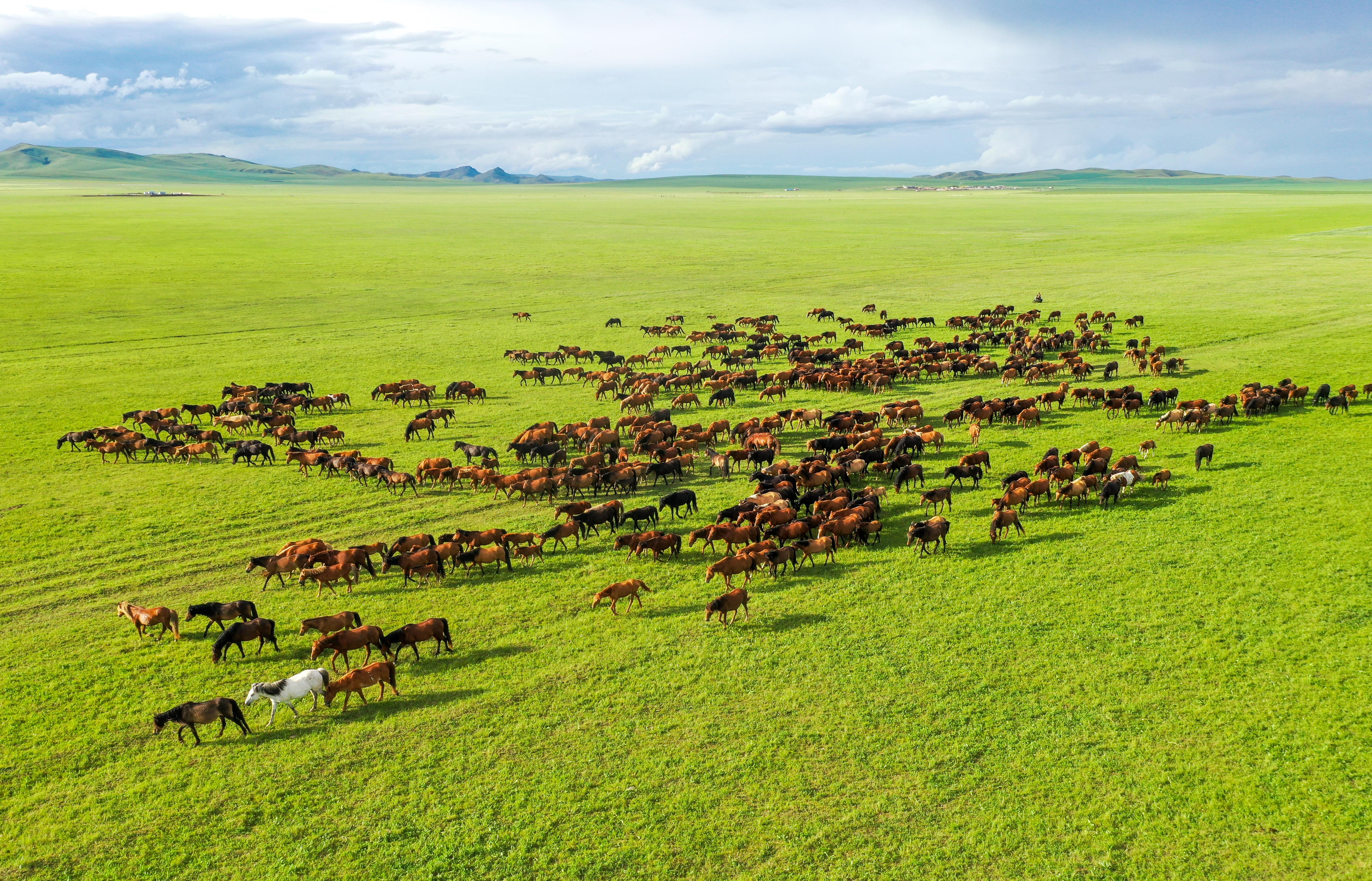 (美丽中国)夏日额仑草原