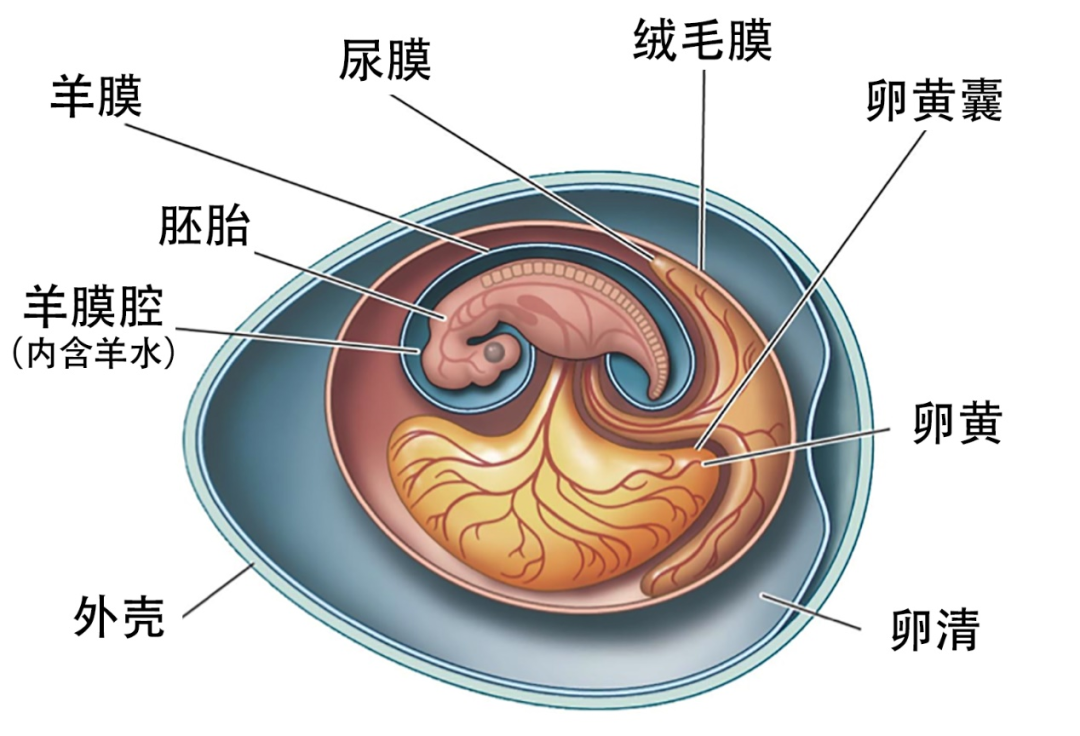 到底是先有鸡