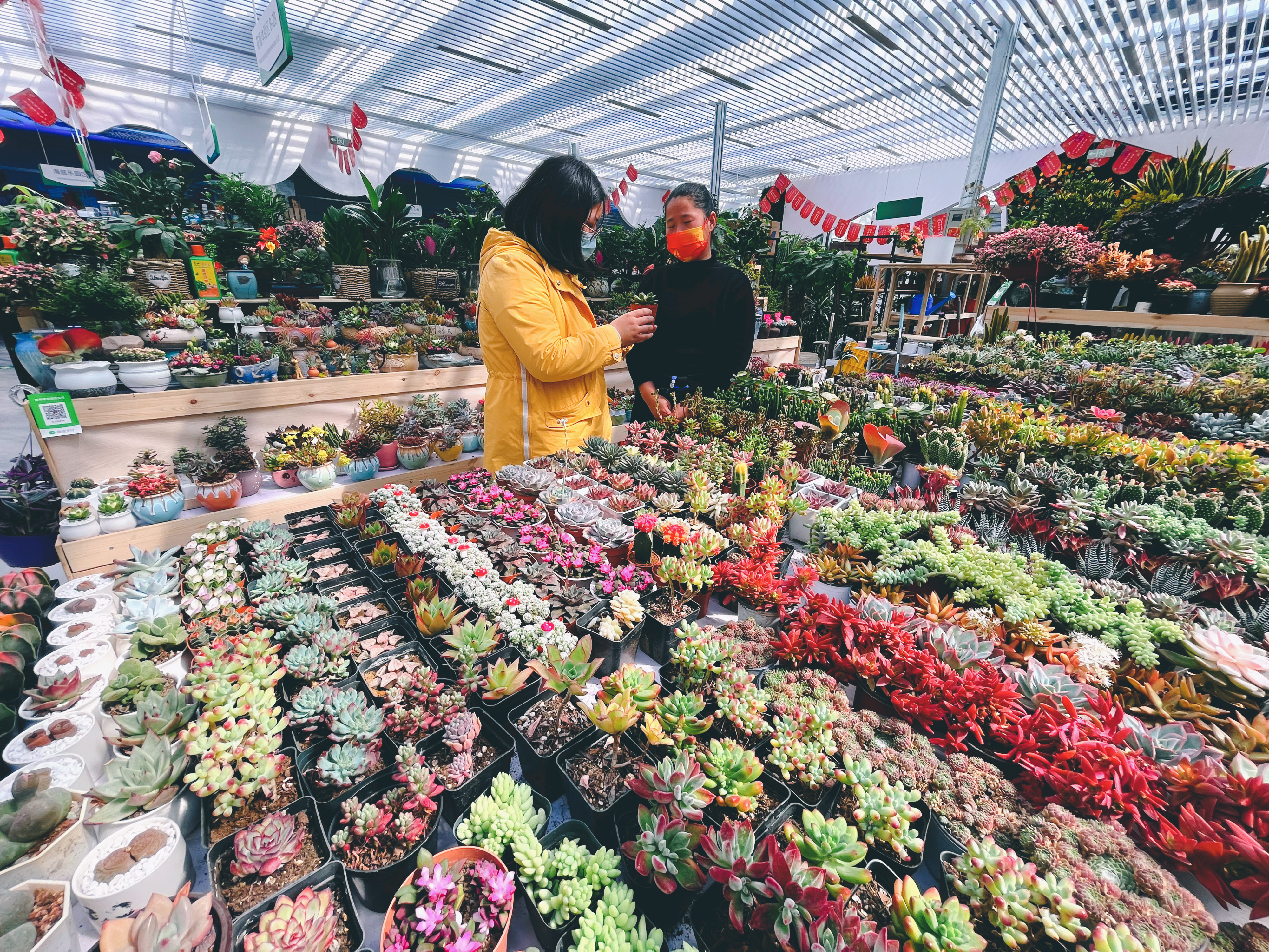 花乡花卉送春来 北京花卉交易中心线上线下购花忙