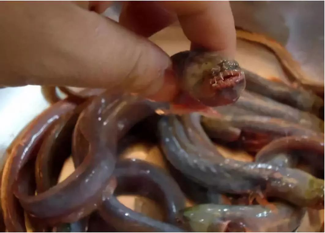 图 | 网络红狼牙虾虎鱼食以小鱼,小虾为主,杂食性,所以鱼肉非常鲜甜