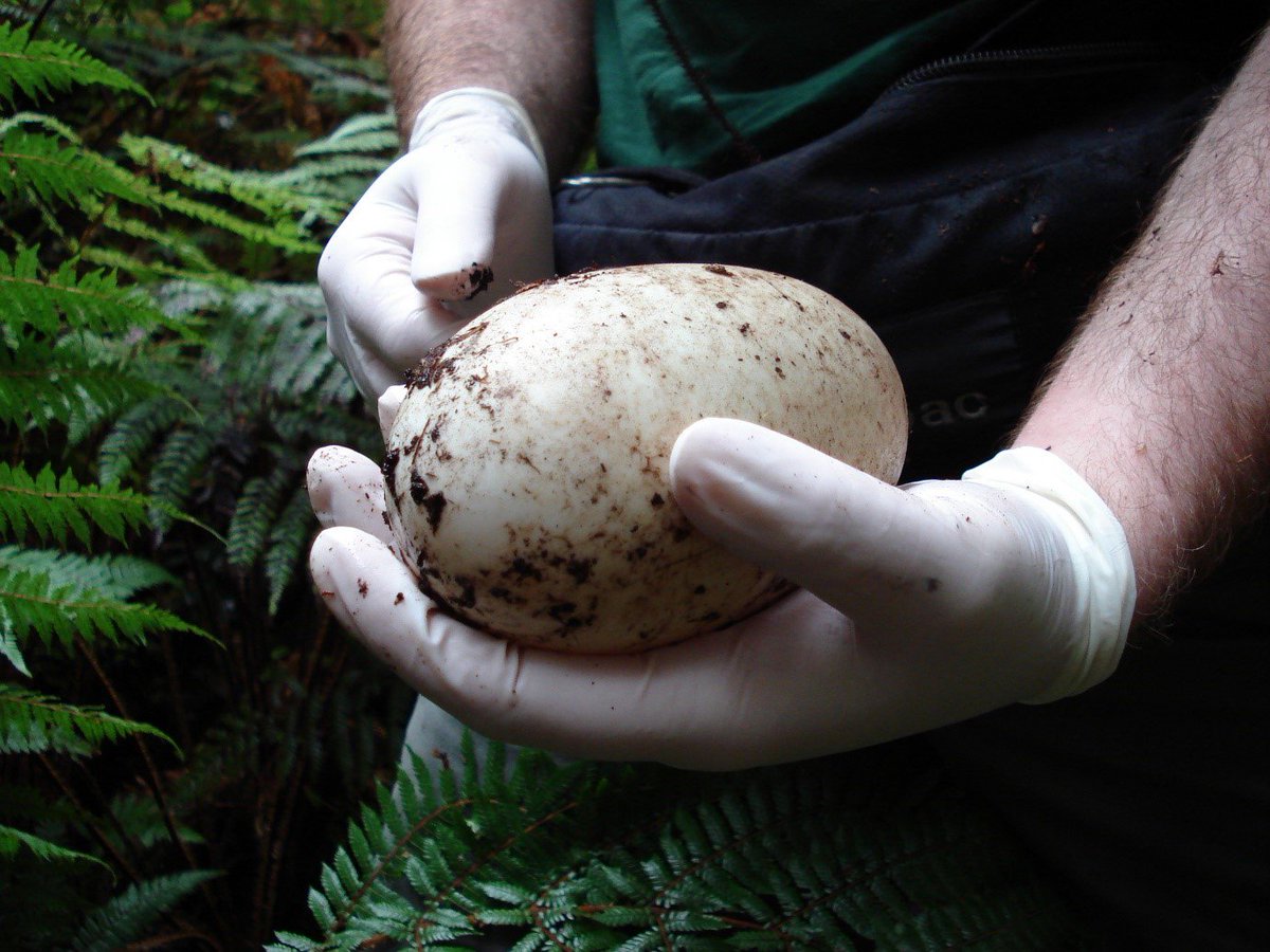 生的蛋是自己体重的1/3,被封为国鸟,几维鸟为何要生这么大的蛋