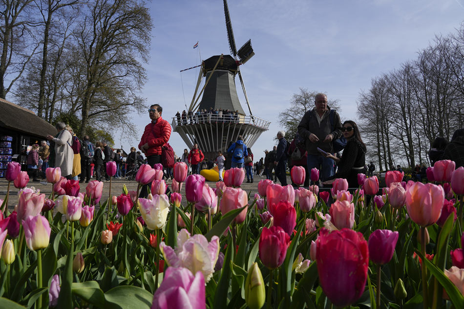 荷兰利瑟花园郁金香盛开