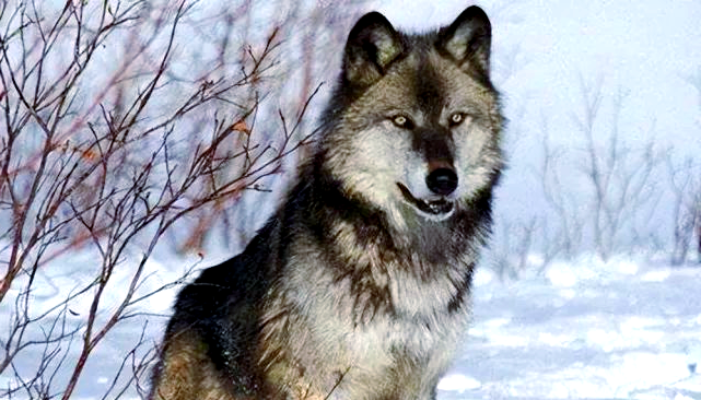 北美灰狼:世界上体型最大的狼,战斗力堪比大型猫科动物