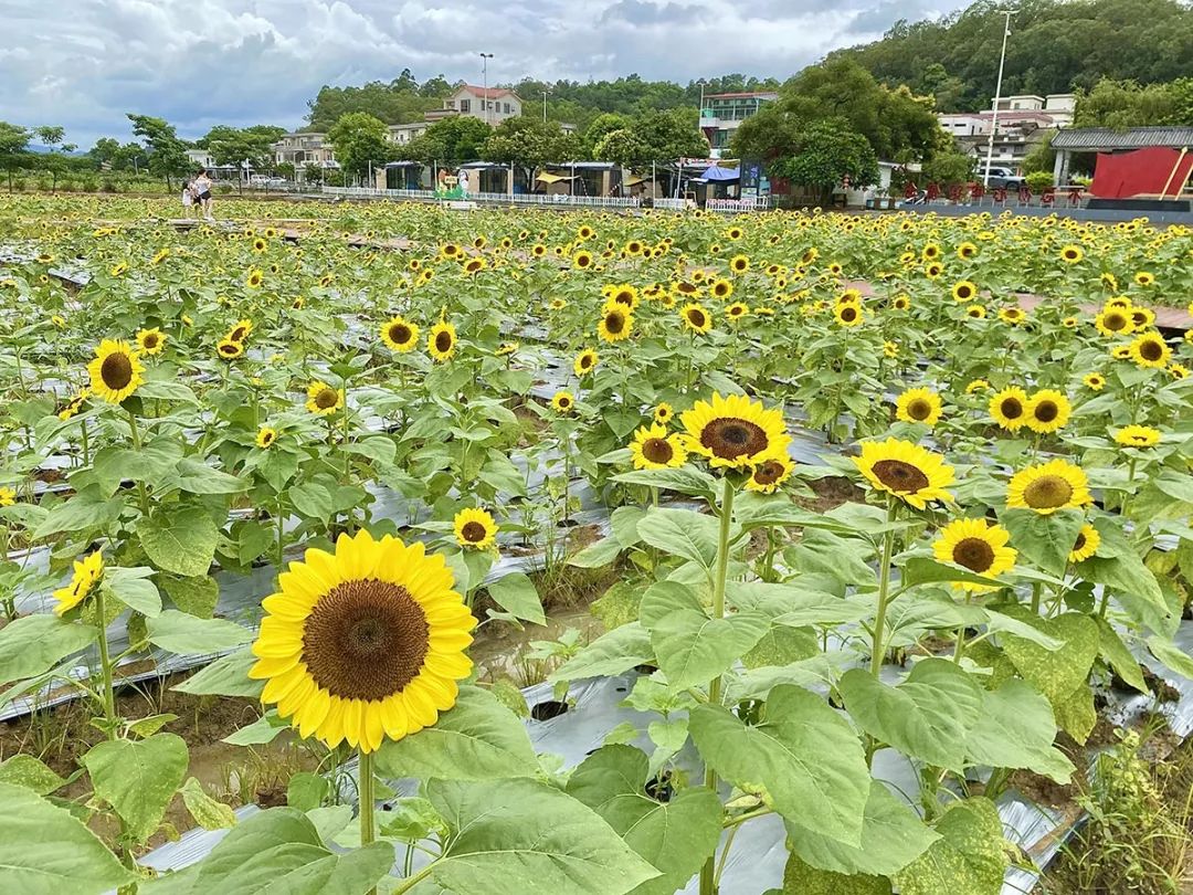 开平向日葵花海来啦!好多人去打卡