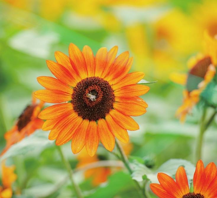 向阳而生 葵花绽放