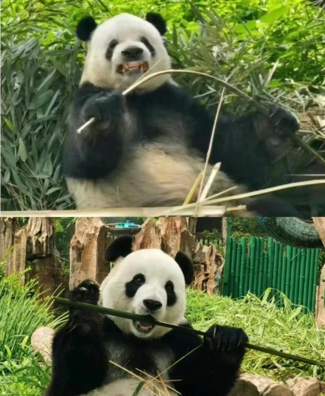 大熊猫萌二和飞云的爱情故事 结果萌二送给飞云的聘礼被金虎咬坏