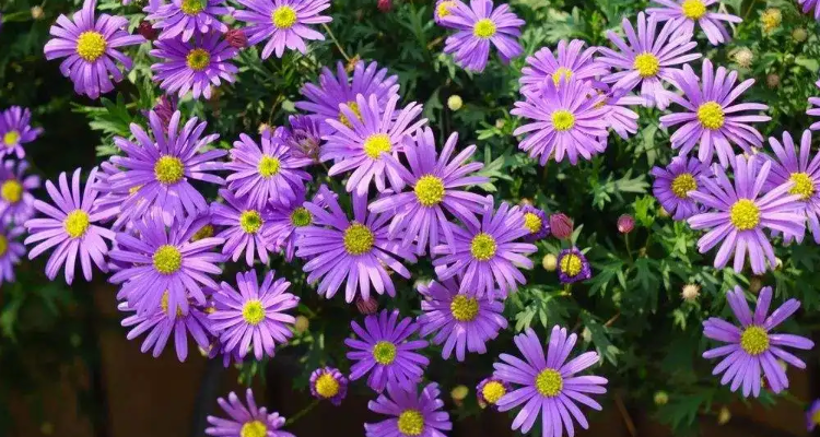 耐涝植物有什么