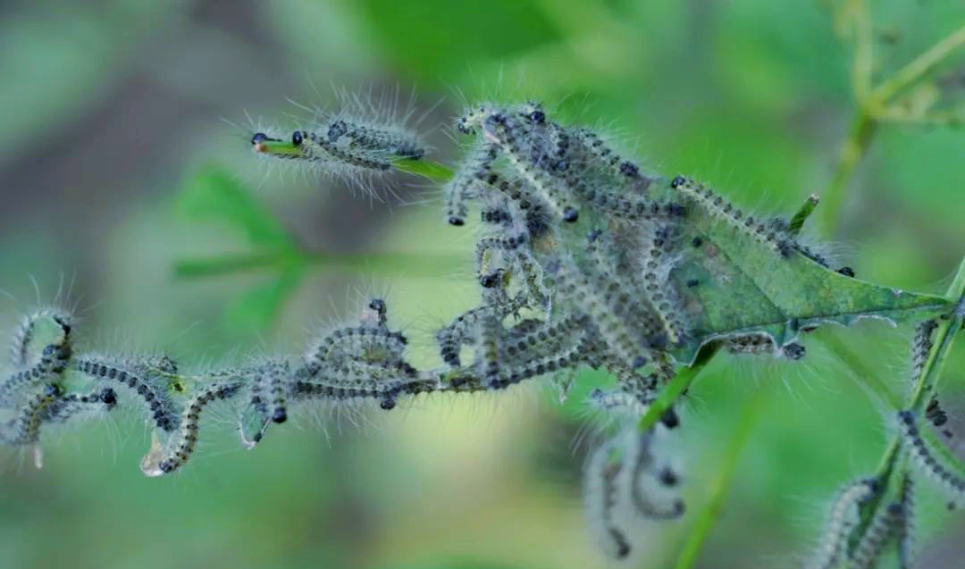 美国白蛾全面防治策略,保障生态安全