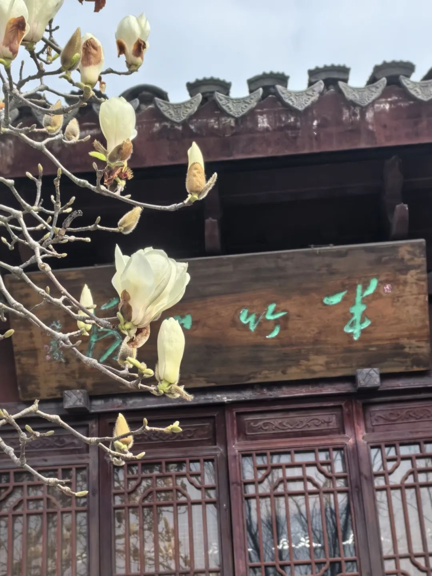 凤凰沟观赏时间:3月下旬至4月上旬地点:天香园,罗亭镇先锋小镇