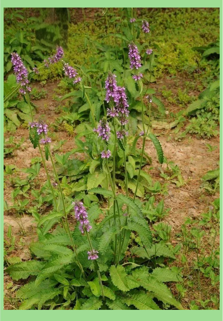 草石蚕:传统中草药在现代的健康应用