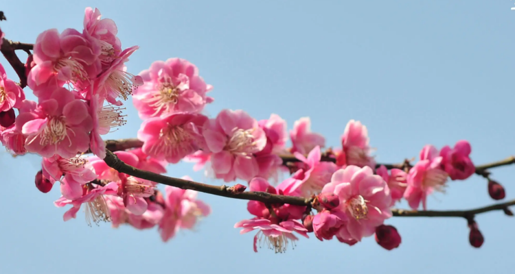 梅花代表什么人(梅花代表什么人物?)