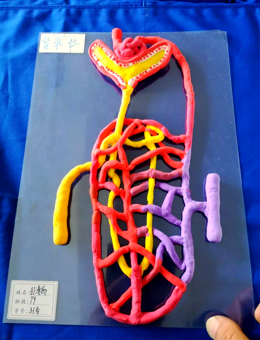 人体3d模型制作优秀作品展示