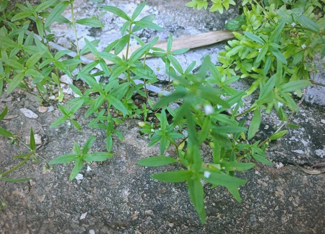 伞房花耳草是一种纤细的蔓生草本植物,它们在地面上铺散生长,并拥有