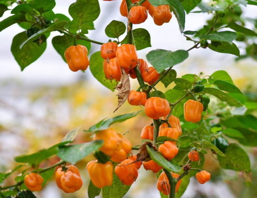 海南特产黄灯笼辣椒酱