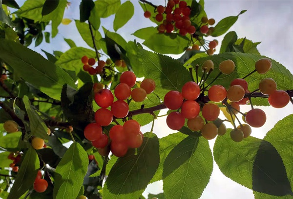 渝北玉峰山:櫻桃紅了 鄉村遊熱了