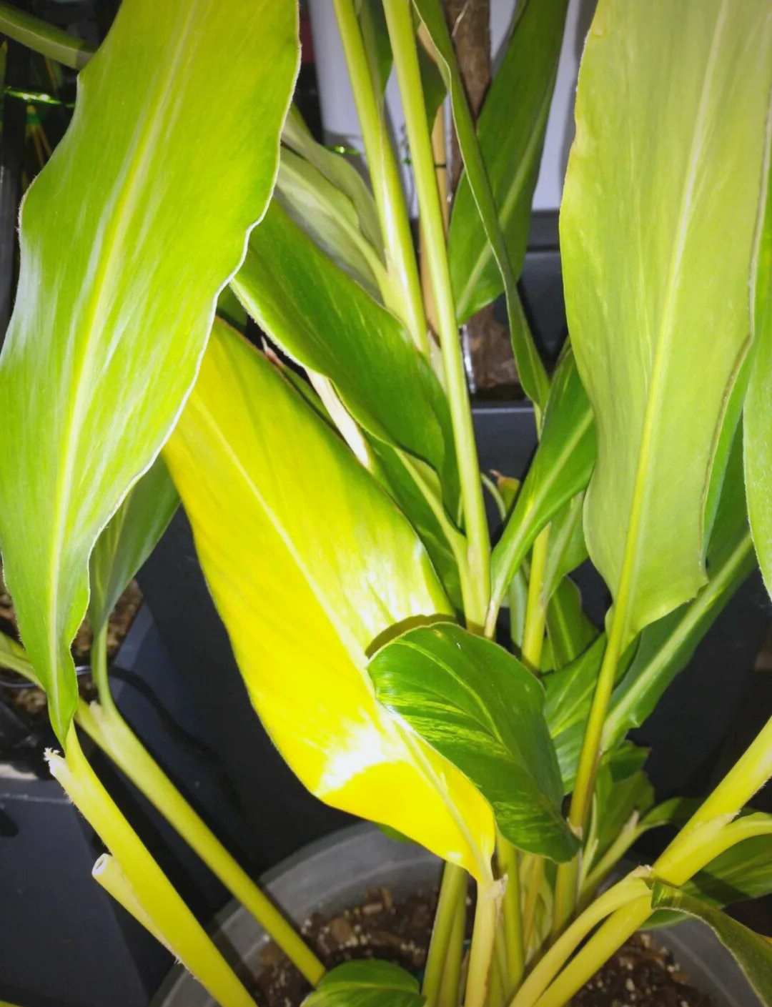 植物叶子发黄的原因与解决方法全解析