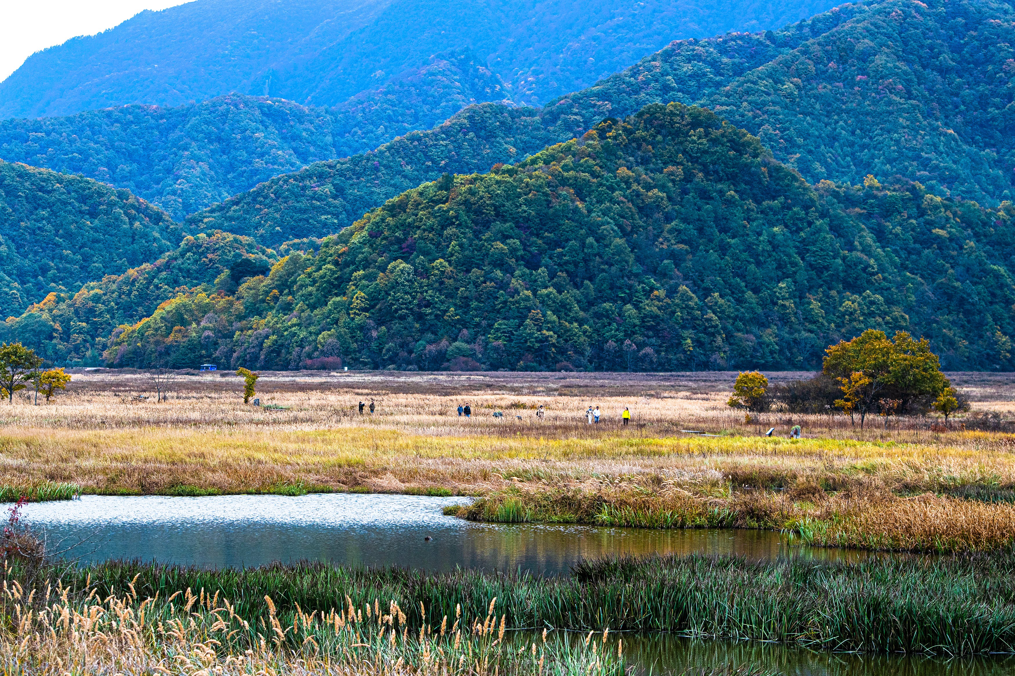 湿地之美丨湖北大九湖湿地