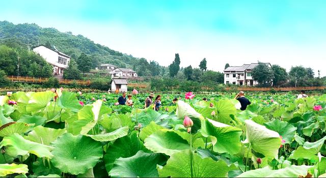 7月1日起,重庆铜梁荷和原乡荷花烂漫,等你来耍