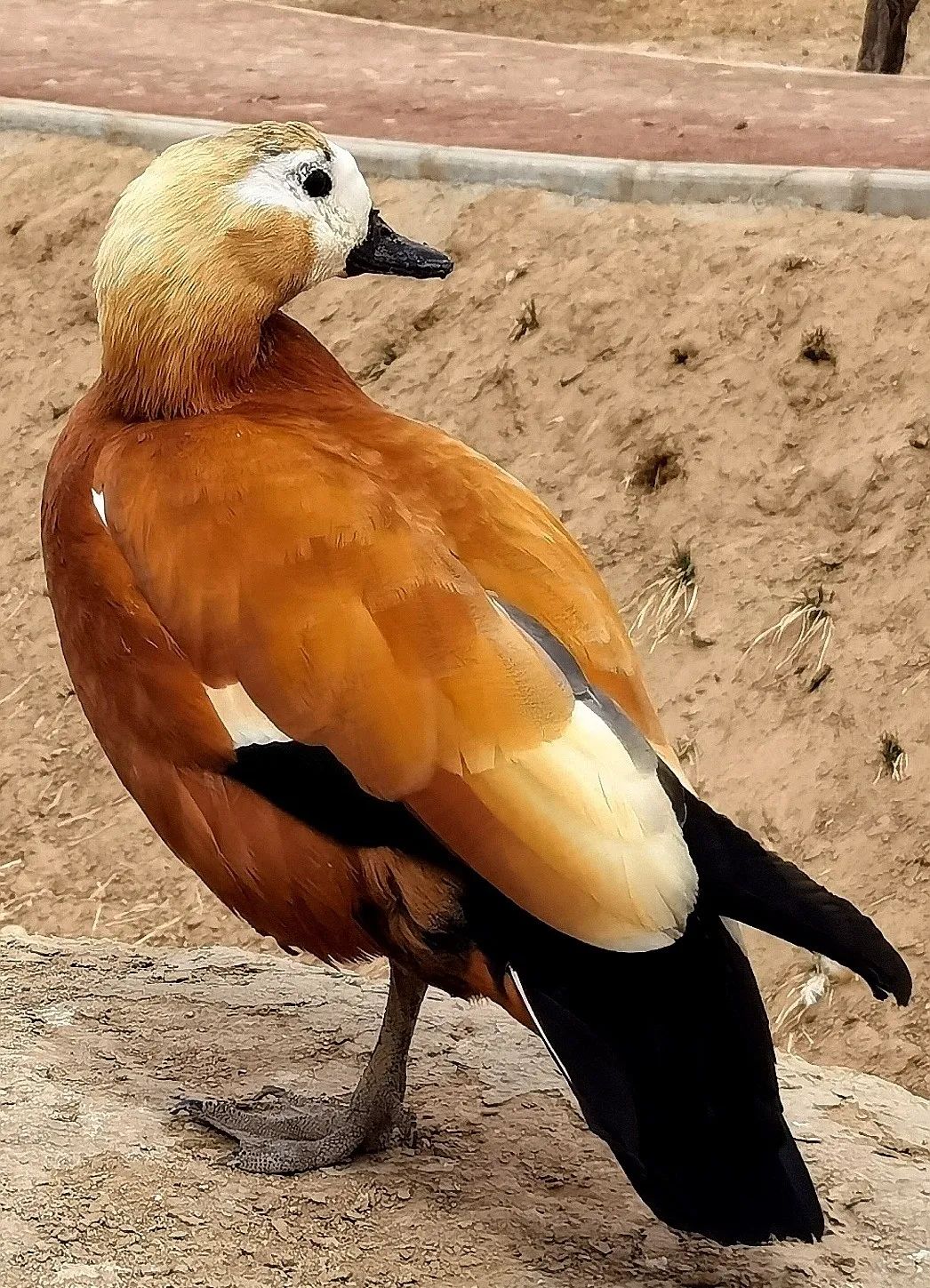 【恢复开园公告】武威神州荒漠野生动物园景区