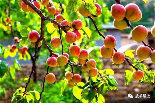 今天是植树节,我在蚂蚁森林里种了一棵山杏