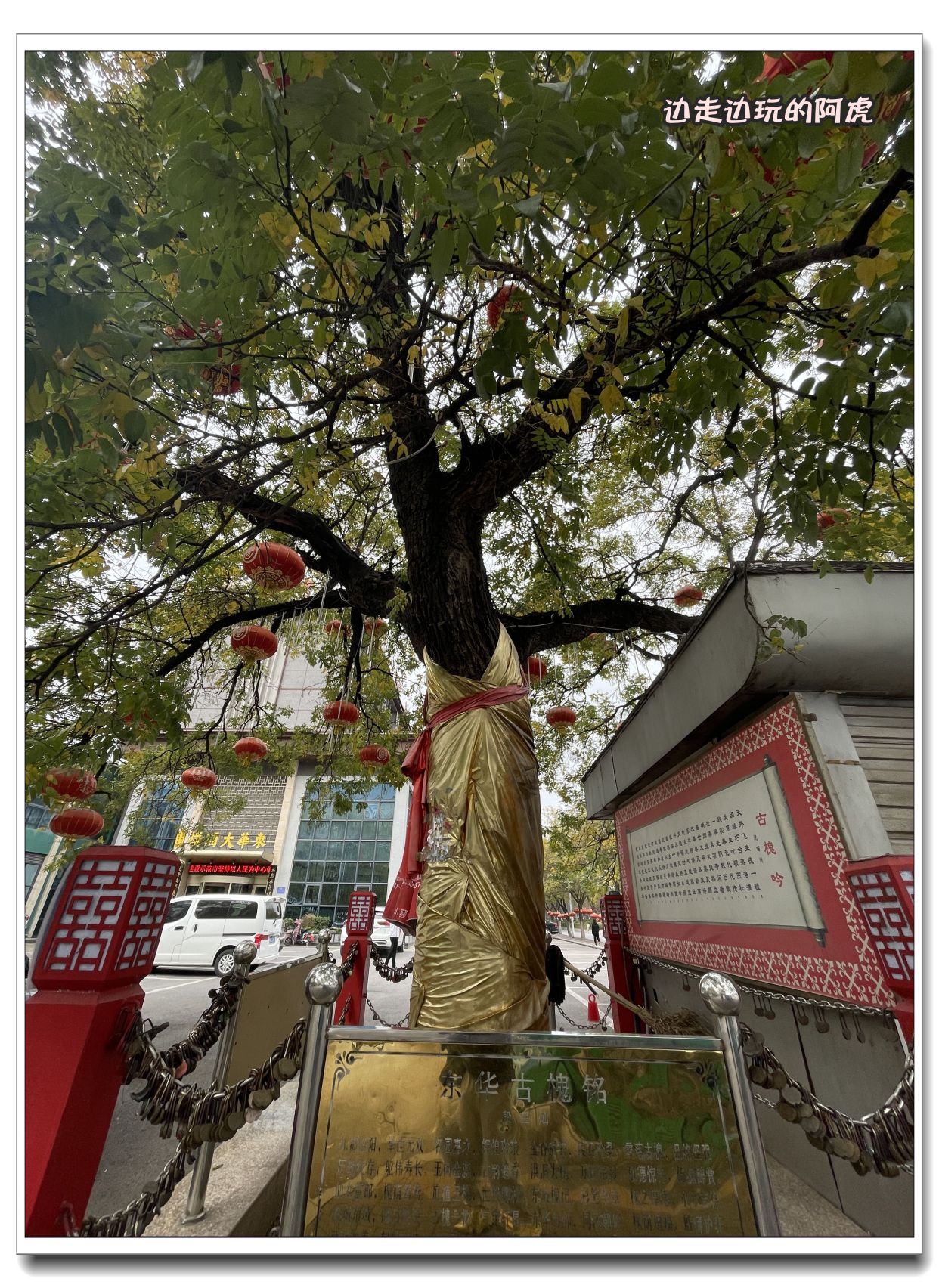 你知道吗?洛阳东华大酒楼门前的"大槐树"