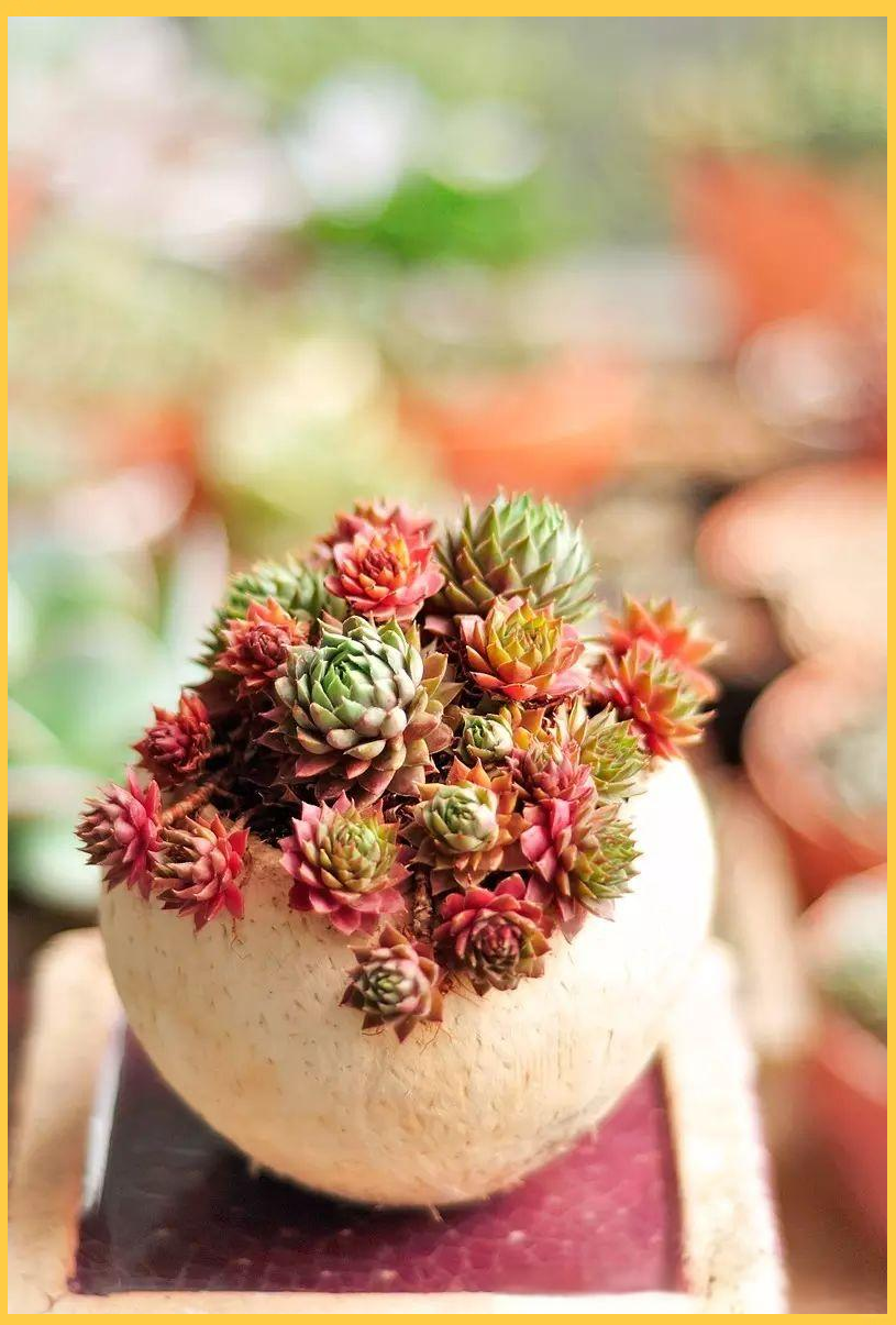 长生草:从避雷到守护家园的多彩植物