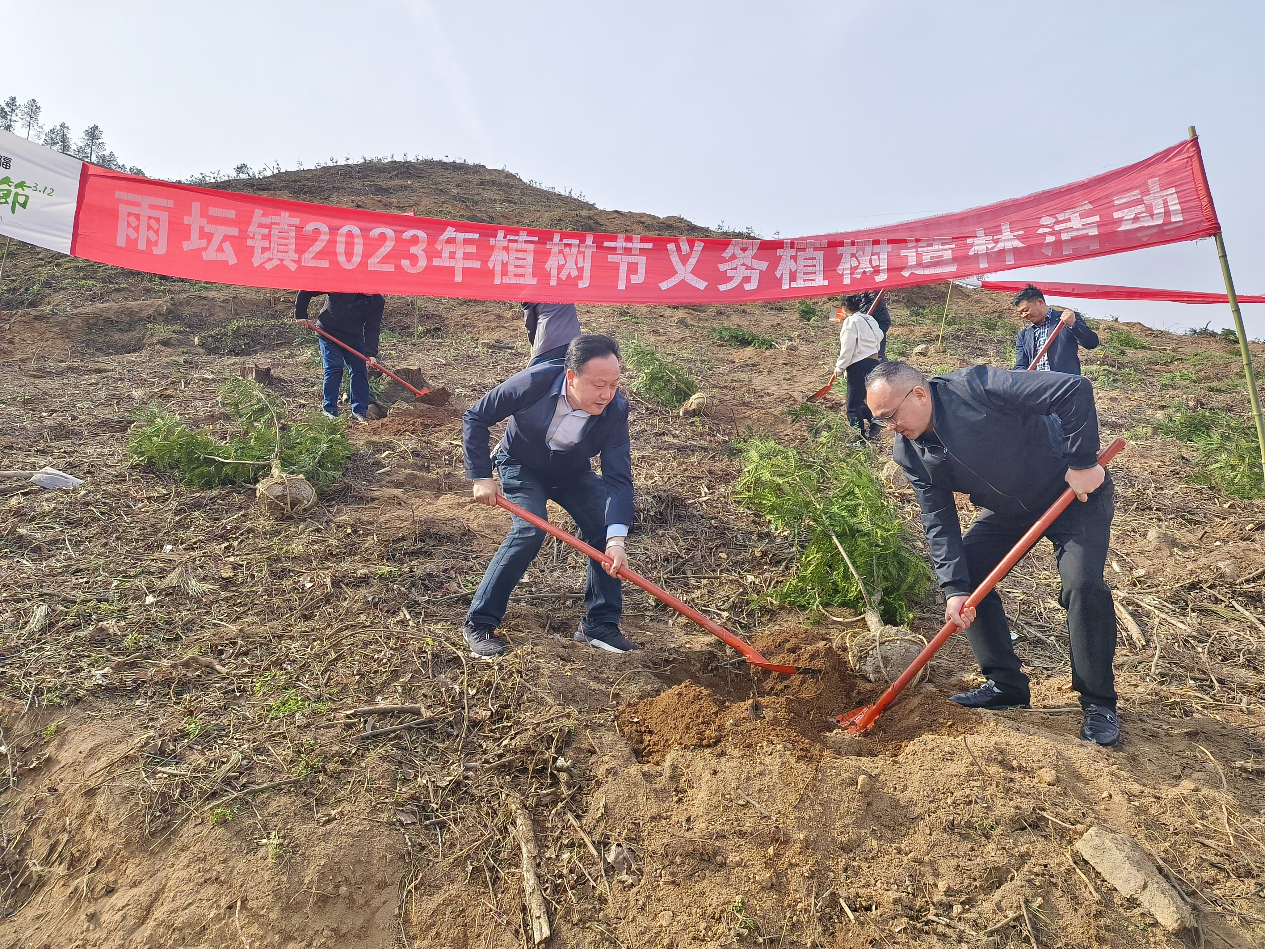 枞阳雨坛镇:添绿增景 同植共富林