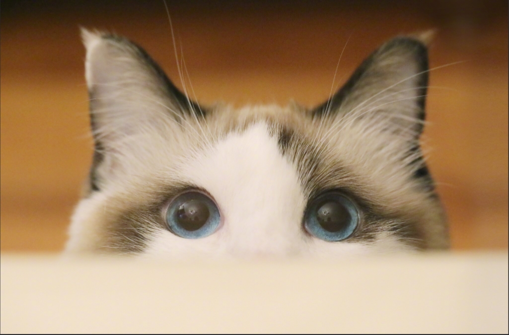 猫咪,这些迷人又可爱的小动物,总是有着独特的方式让主人离不开它们.