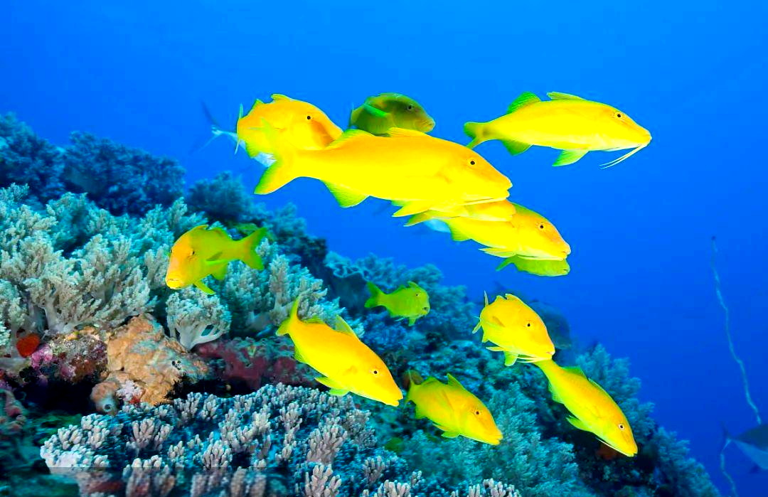 探索海洋世界:山羊鱼的独特特征与多样种类