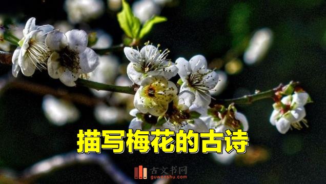 描寫梅花的古詩詞大全 古代詩人與梅花的不解之緣