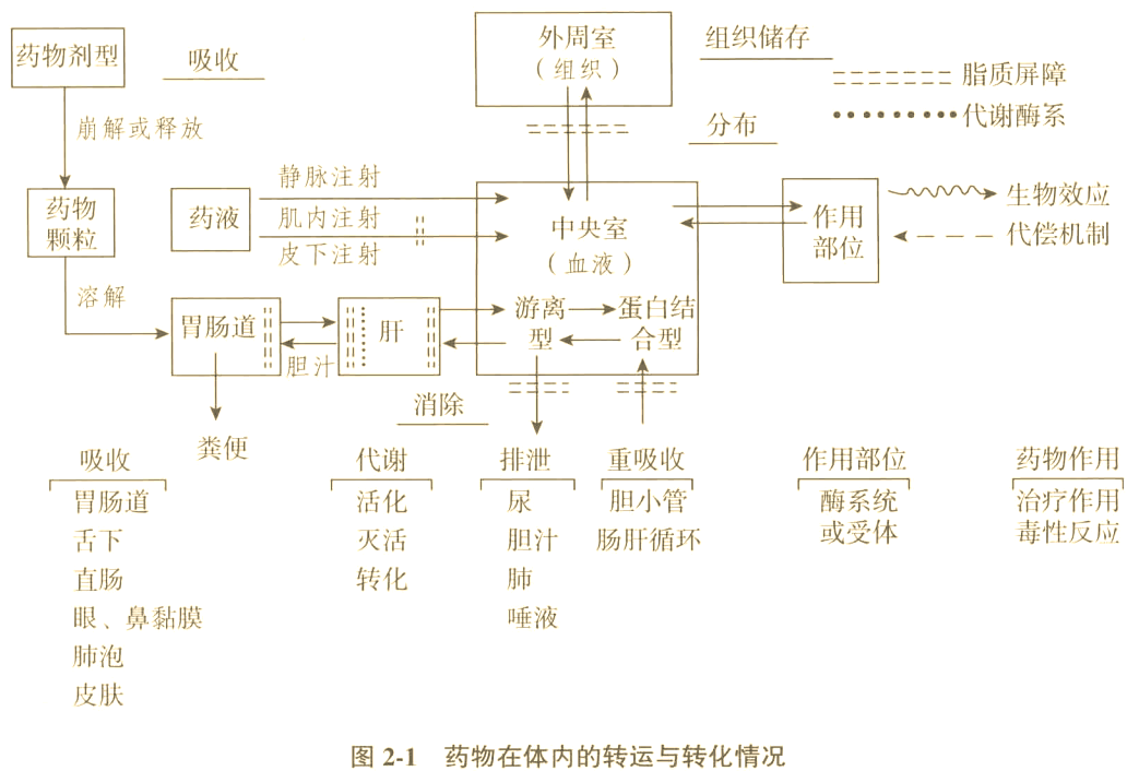 药物代谢动力学详解:从吸收,分布到排泄的全程解析
