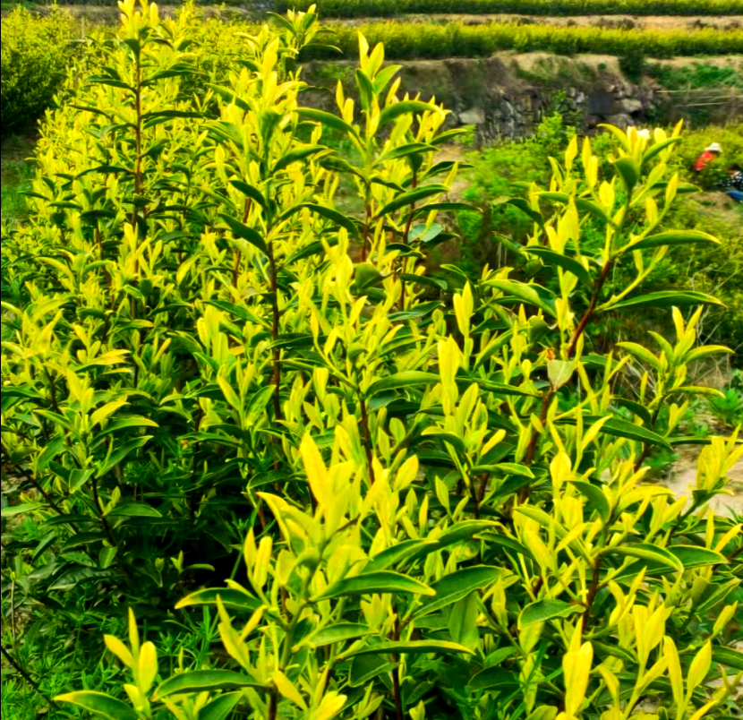 吕河村黄精种植热潮,开启乡村振兴新篇章