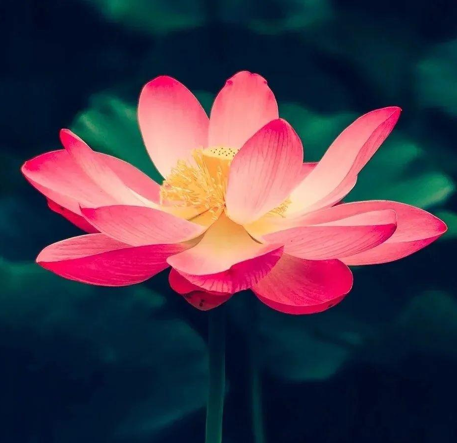 适合中老年人的好运头像及多种养生之道