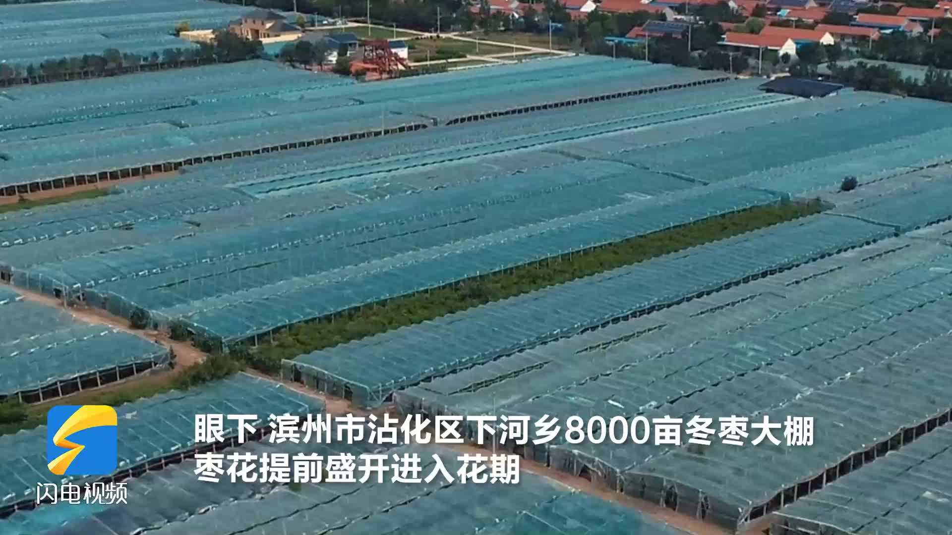 沾化:下河乡8000亩大棚冬枣提前进入盛花期