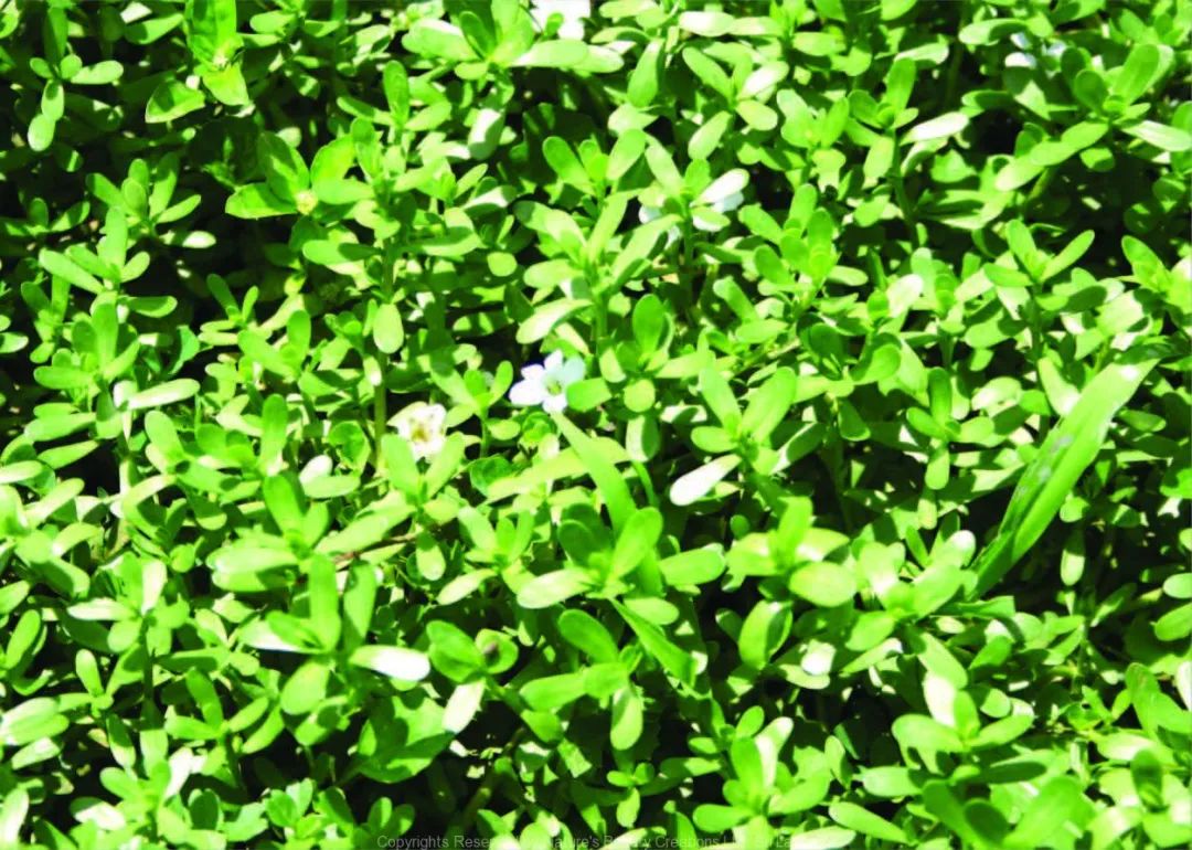 进阶级水草—小对叶