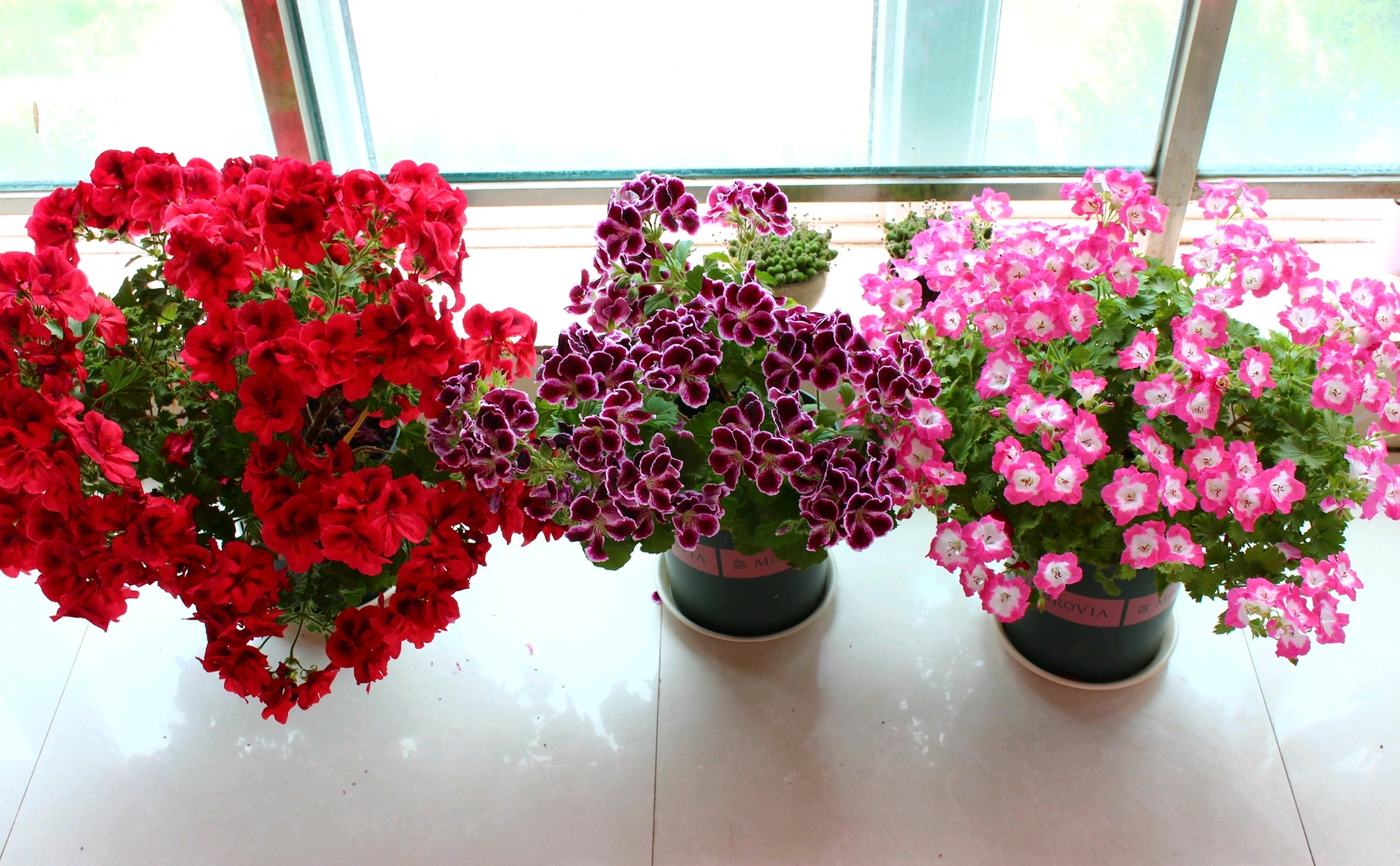 有种天竺葵叫"帝国",颜值高,爱开花,养护成本低,你值得拥有