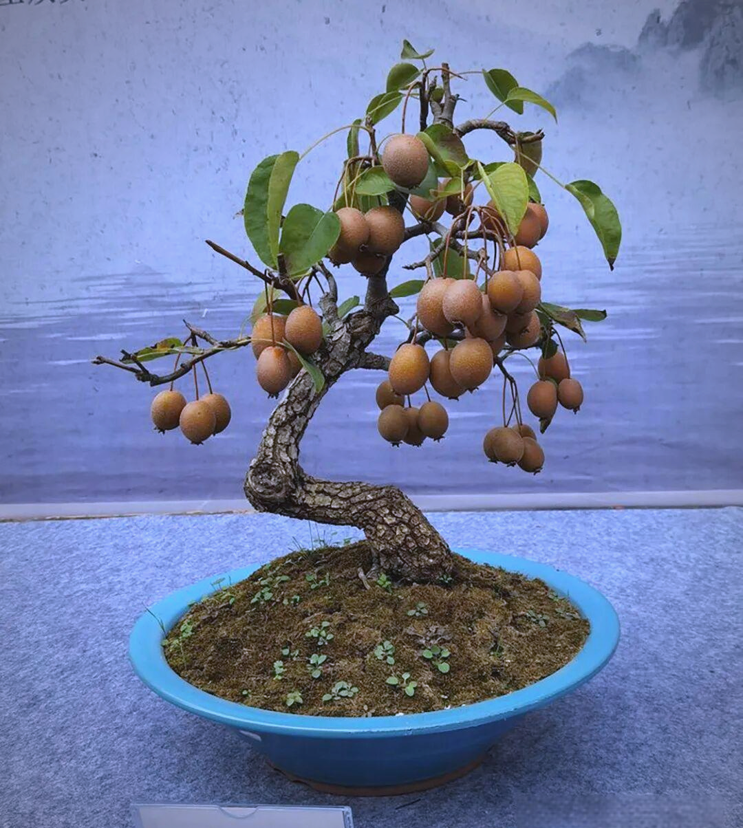 棠梨盆景养护管理全攻略