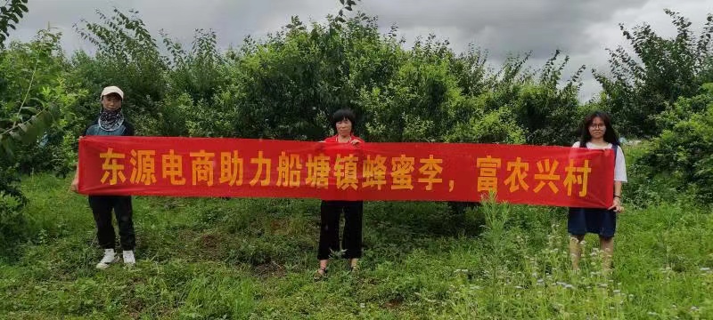 船塘蜂蜜李上市,东源电商助农产品走向线上