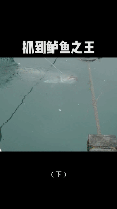 有人钓起罕见"鲈鱼王",鱼身快有人腿长,网友:至少1000块