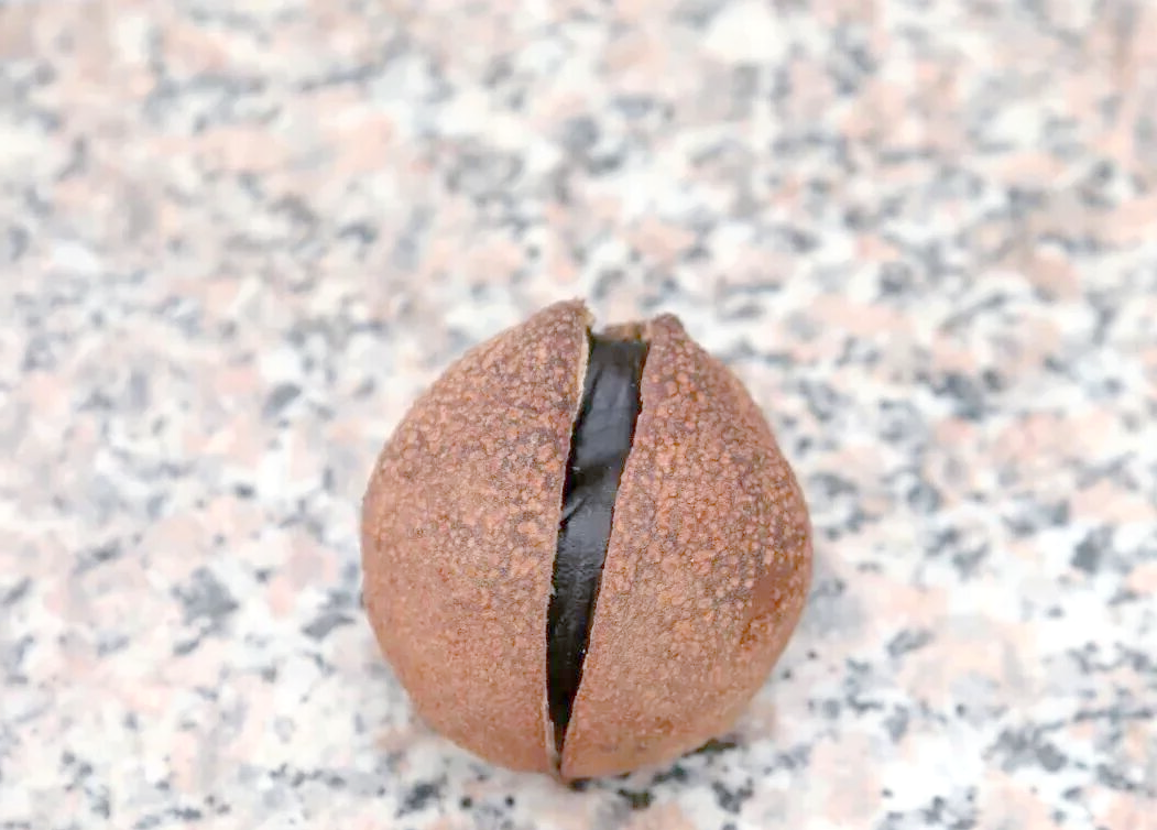 七叶树:美丽果实背后的毒性隐忧