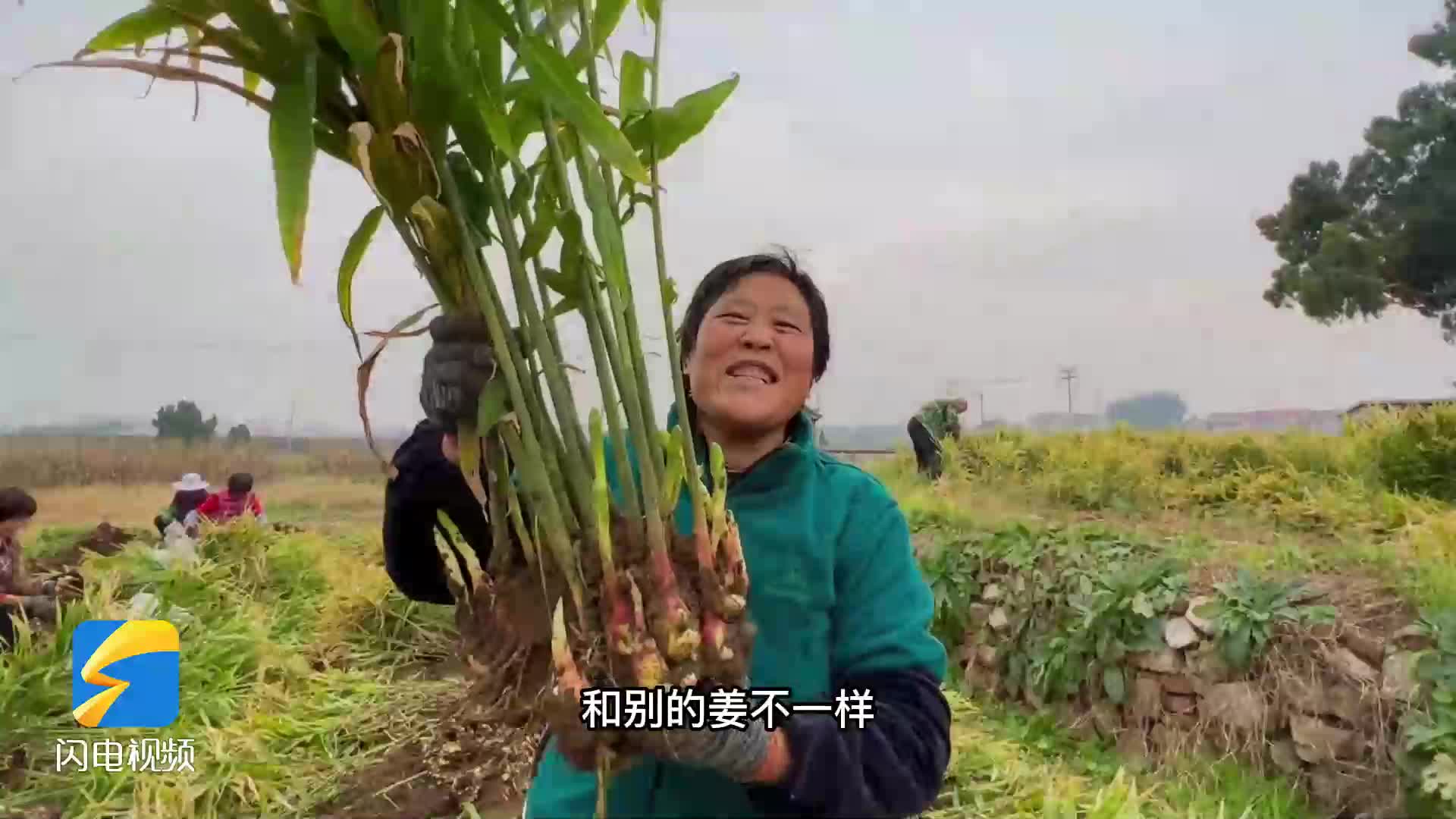 中国北方生姜发源地的特色小姜再获丰收现代科学种植方式让古老生姜