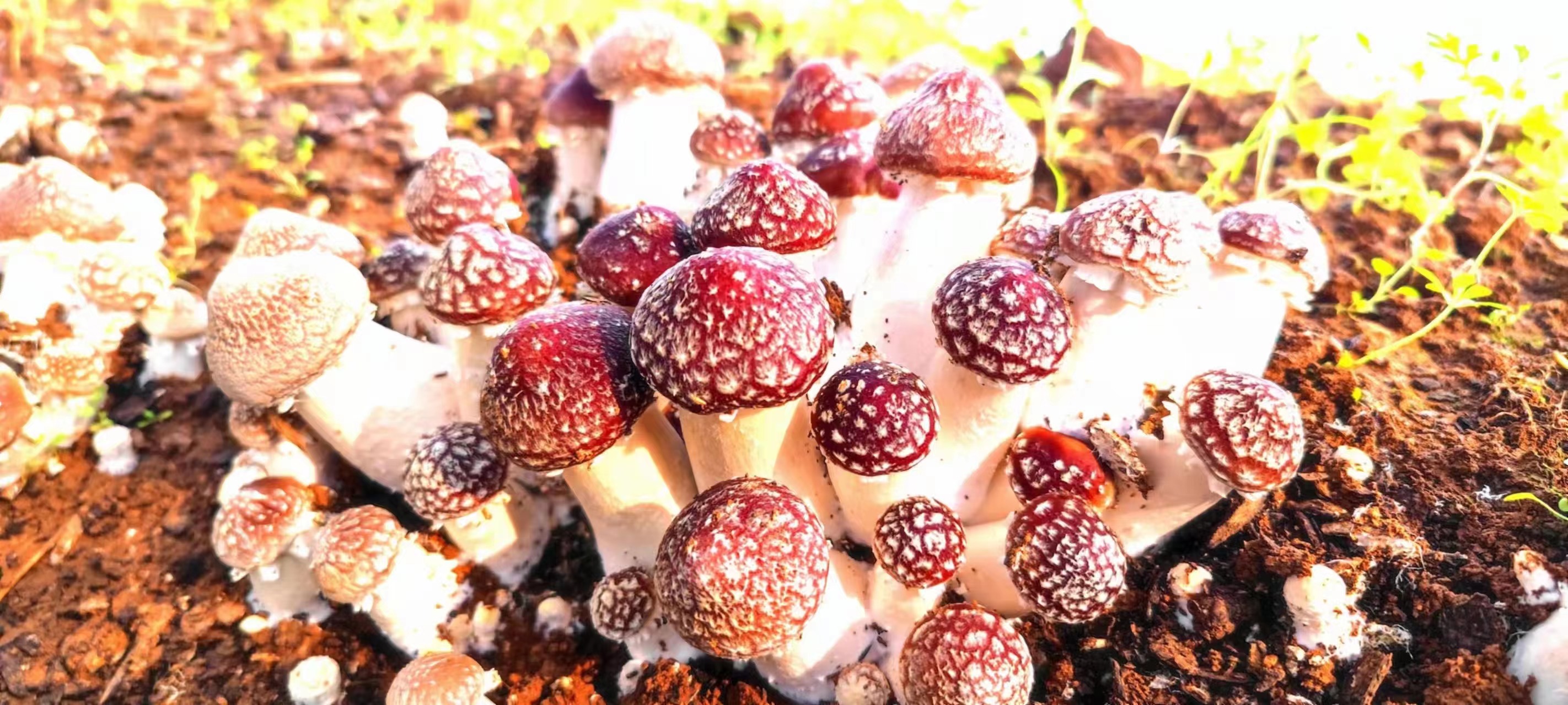 「抗疫助农」急急急!嵩县的赤松茸滞销,伸伸手帮帮菇农吧!