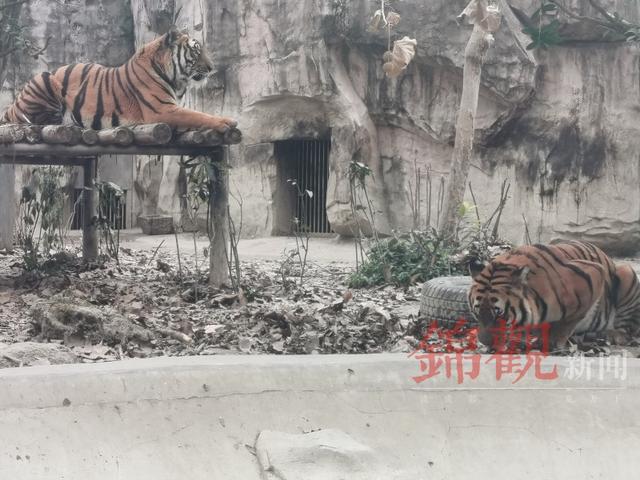 生龙活虎,虎虎生威!小锦带你看成都动物园那些"虎事儿"
